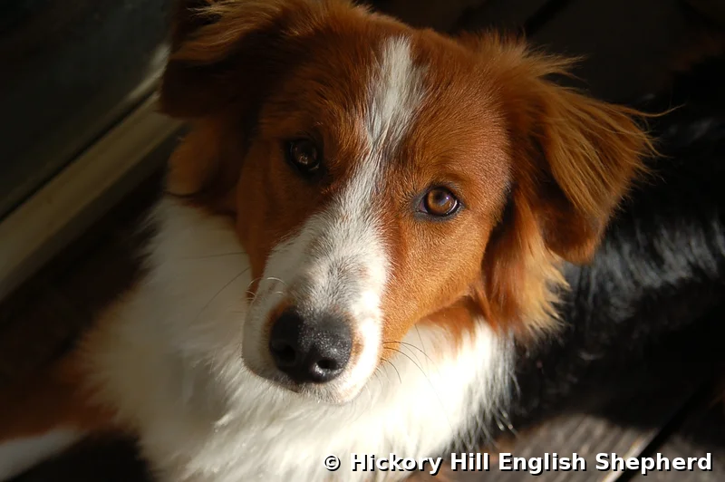 Red Bud Buddy English Shepherd close up portrait Hickory Hill English Shepherd Chattanooga Tennessee