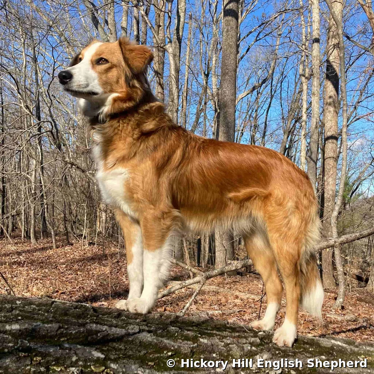 Magnolia Maggie English Shepherd dam standing on log Hickory Hill Tennessee