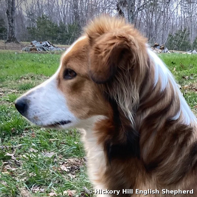 Magnolia Maggie English Shepherd female dog Tennessee Hickory Hill English Shepherd