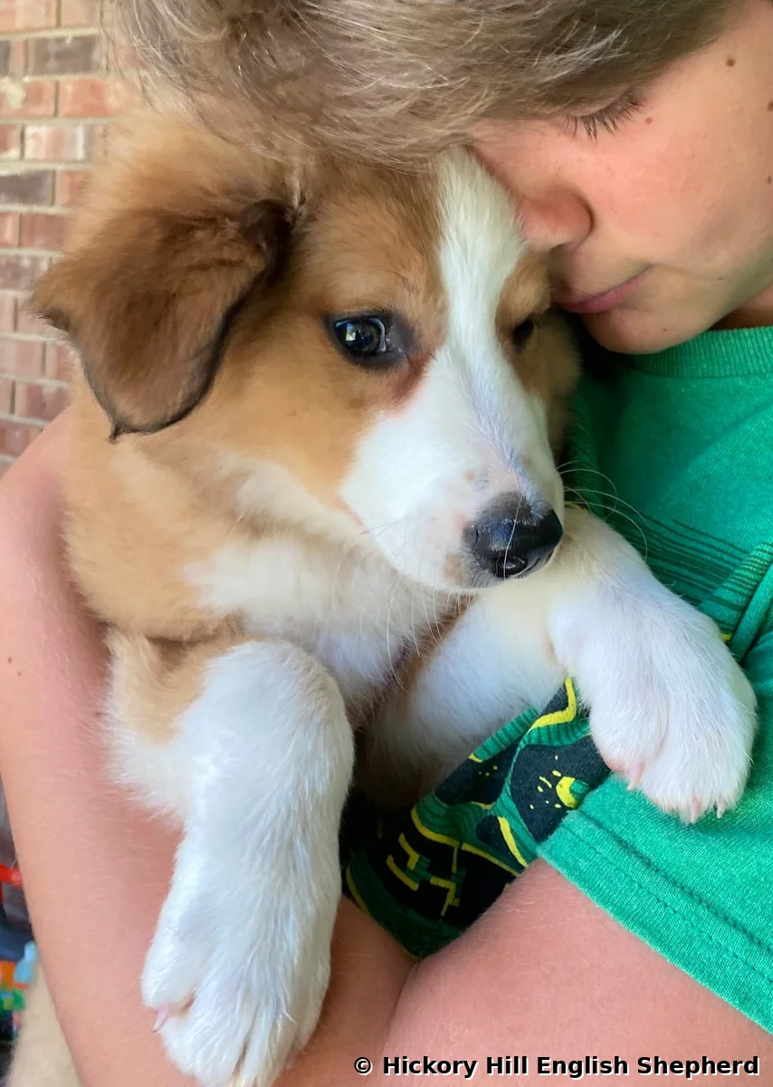 English Shepherd puppy being cuddled by child showing family friendly temperament Hickory Hill English Shepherd