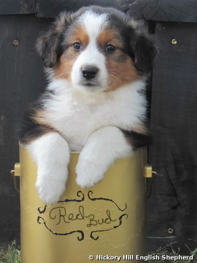 Red Bud Buddy English Shepherd puppy sire of upcoming litter Hickory Hill English Shepherd Tennessee