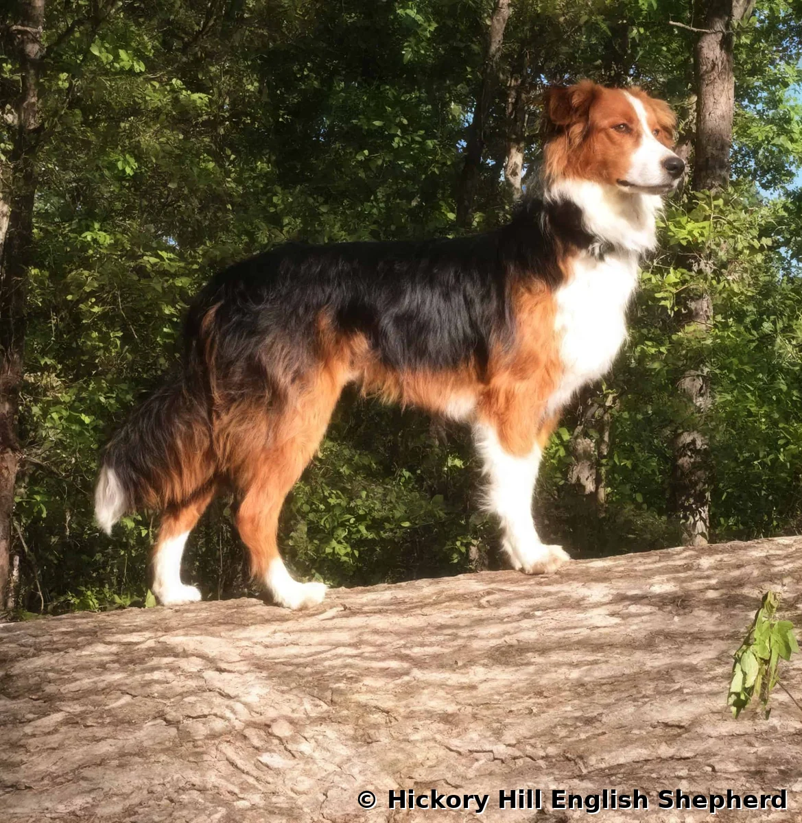 Red Bud Buddy English Shepherd sire standing on log Hickory Hill Tennessee